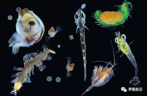 龙虾以浮游生物、贝类为食，是海洋生态重要组成部分