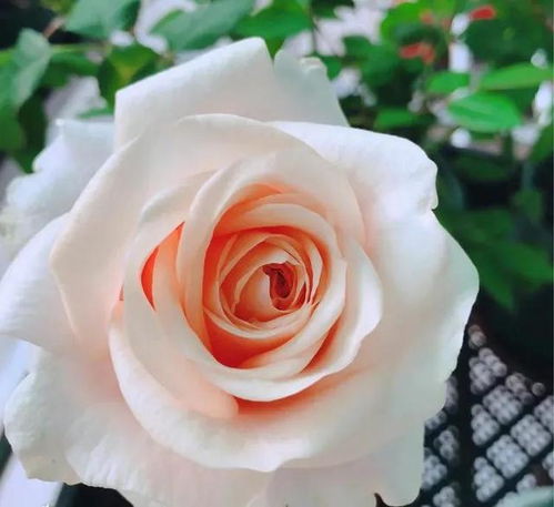 彗星王阳台月季：花型漂亮，多头开放