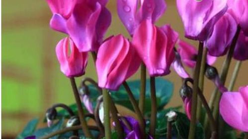 光照不足， 也是一大原因