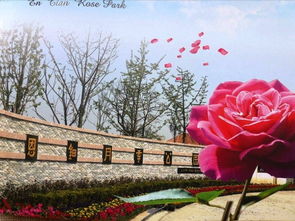 恩钿女士月季的花香之谜