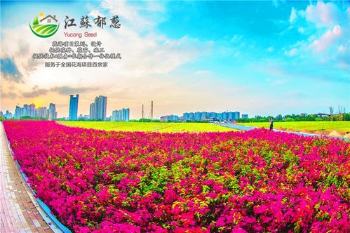 贵州花海，经济效益大揭秘！