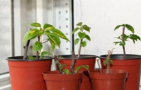 夏季扦插注意事项