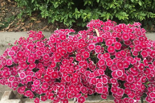 草本花种植的黄金时机