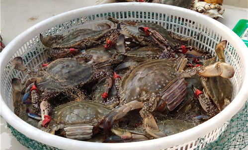 挑选最佳螃蟹：技巧与秘诀，确保肥美肉质！