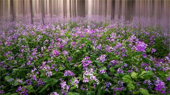 二月兰， 耐寒耐旱的乡土草花地被