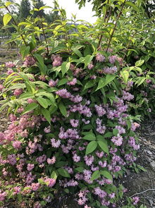 凤仙花：热带花卉， 大朵鲜艳