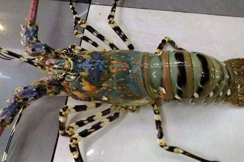 中国龙虾与锦绣龙虾，两者品种不同