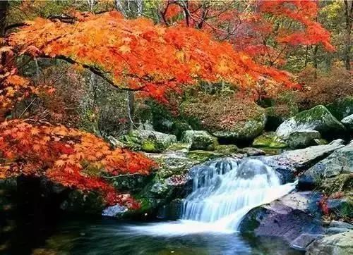 秋季花园新颜：粉花种植攻略