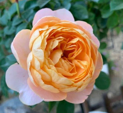 盛大庆典月季， 美得让人心动