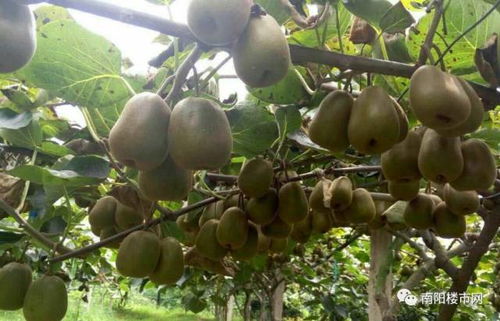 西峡猕猴桃，酸甜可口