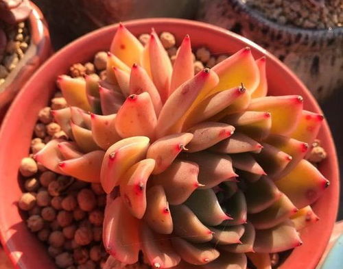 多肉植物生长过快，根系堵塞土壤时