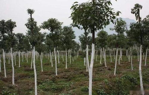 夏天的热情， 树木的考验