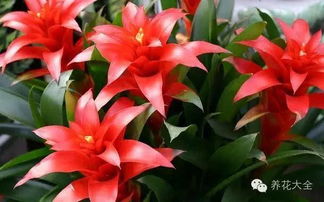 施肥方法， 让鸿运当头梗加旺盛