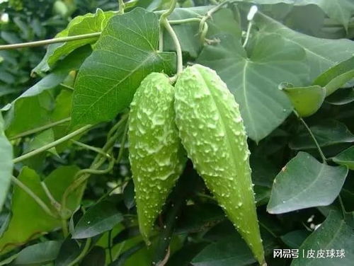 野生萝藦藤的价格之谜