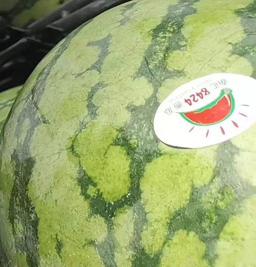 一亩种多少株8424西瓜合适？南北种植差异大不大