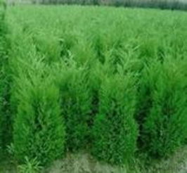 黑松树，自然景观点缀者