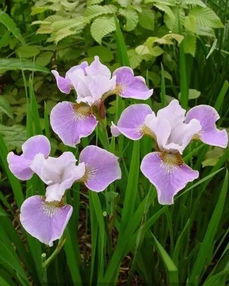 网购花卉的风险与注意事项