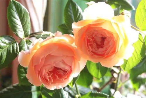 月季新芽发黑之谜：探究原因与解决之道