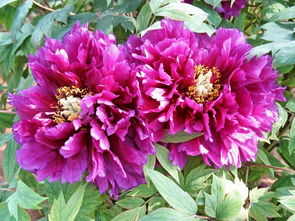 南北朝牡丹：艺术领域的关注