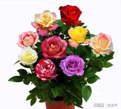 彩色玫瑰的养护技巧