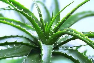 芦荟扦插时如何选择合适的枝条和土壤