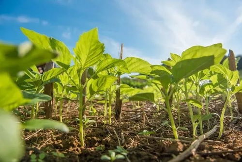 不同类型脱叶剂的效果