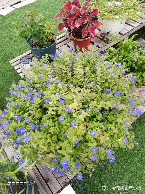 夏日炎炎，花卉种植指南来啦！