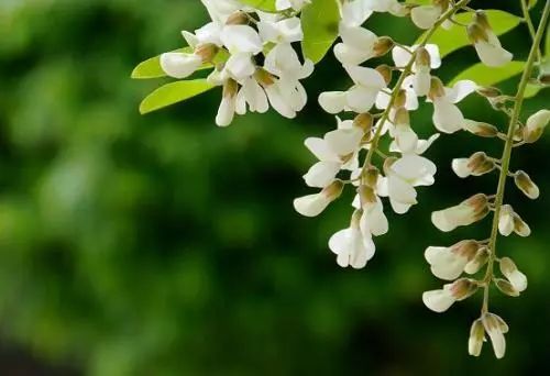 槐花种植条件双，为何不能种在家