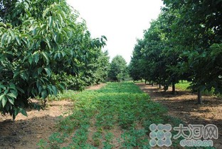 玉兰入选国家花卉种质资源库评审