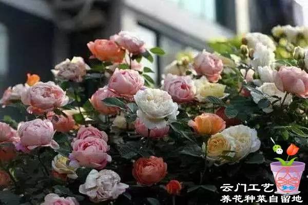 种植工具， 你得有这些：