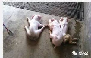 猪群掉膘长势差，是不是冷热应激在作祟？