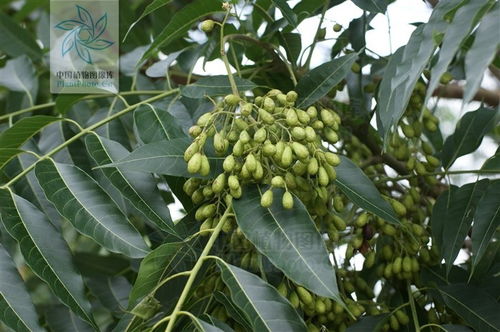 香椿树：香喷喷的树叶， 美味又健康