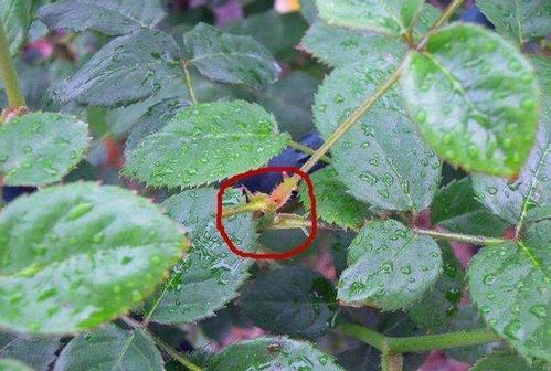 分辨盲芽的技巧