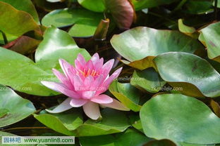 睡莲的耐寒嫩力