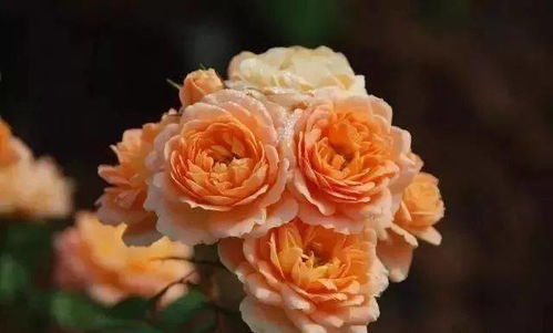 盆栽月季：一方天地，万种风情