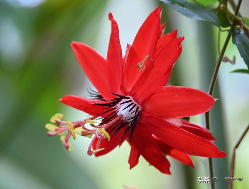 五月开红花的有哪些？