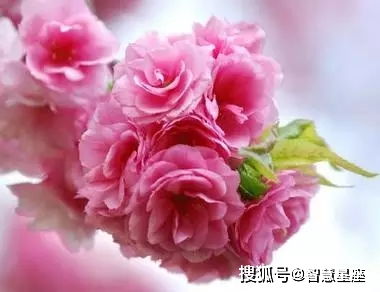 花的赞美，女人的骄傲