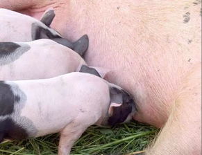 产后母猪奶水充足秘诀！