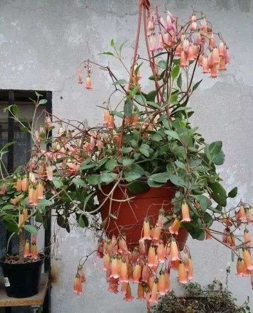 南方四月种花总是养死怎么办？