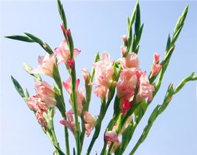 剑兰冬天室内养护，如何保持花朵鲜艳