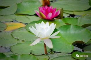 荷花盛开的季节