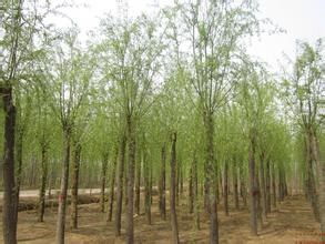树苗垂柳15价格区间揭秘