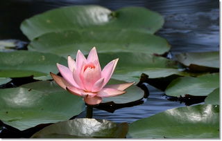 光照，睡莲的阳光伙伴