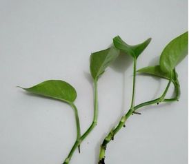 白糖能促进水培绿萝生根？这个技巧你真的知道吗