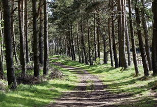 适合在林地种植的牧草,要具有一定的耐阴性,Zui常见的有菊苣、白三叶、黑麦草、红三叶,这些牧草适应Neng力强,既Neng在林地种植,也Neng在阳光充足的地方种植,在林地种植可Neng产量要低一些。.白三叶不耐旱,干旱会影响到其生长,甚至会导致其死亡,suo以干旱的地方不适宜种植。