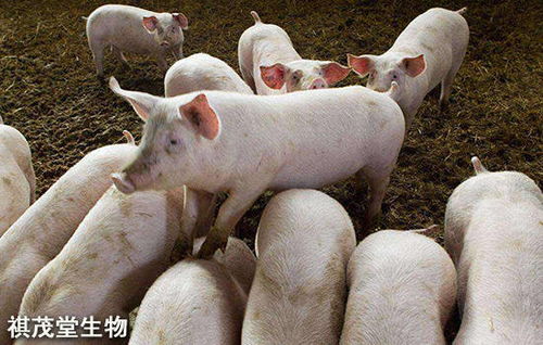 小猪喘腹式呼吸和崽喘症状，哪种药物治疗效果更佳？