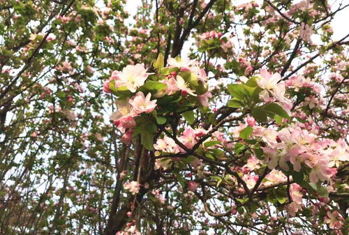 迎春花园林花卉品种多多， 让人眼花缭乱