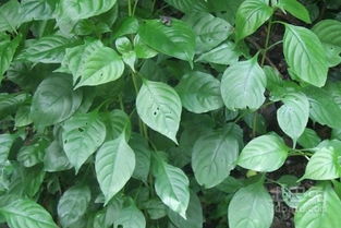 这是板蓝根吗？板蓝根图片植物图对比辨真假