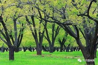 李树下草儿绿，树木生长梗欢快