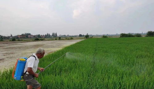 甲维盐方案， Neng否省下300元/亩